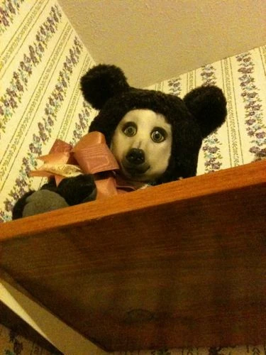 Teddy